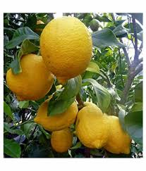 Gandharaj Lemon (Gaja Nimbe)